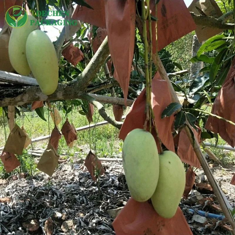 Couvercle mangue